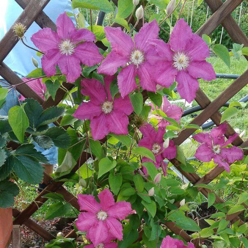 Clematis 'Ernest Markham' (large-flowered)