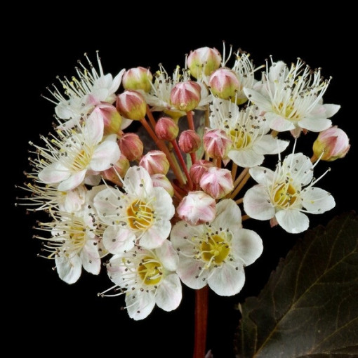 Spiraea japonica 'Red Baron' 2L pot
