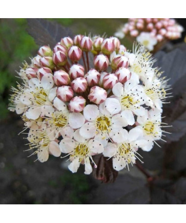 Spiraea japonica 'Red Baron' 2L pot