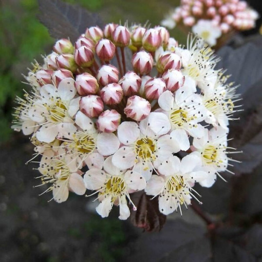 Spiraea japonica 'Red Baron' 2L pot
