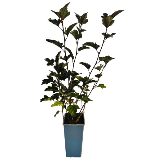 Spiraea japonica 'Red Baron' 2L pot