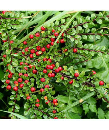 Swedish Cotoneaster 'Coral Beauty' 2L pot