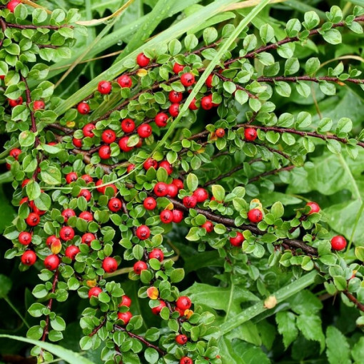 Swedish Cotoneaster 'Coral Beauty' 2L pot