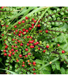 Swedish Cotoneaster 'Coral Beauty' 2L pot