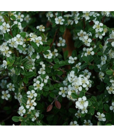 Swedish Cotoneaster 'Coral Beauty' 2L pot