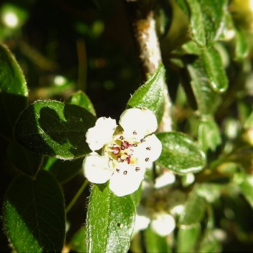 Swedish Cotoneaster 'Coral Beauty' 2L pot