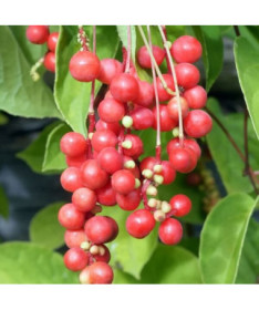 Chinese magnolia vine (Schisandra chinensis) 4L container