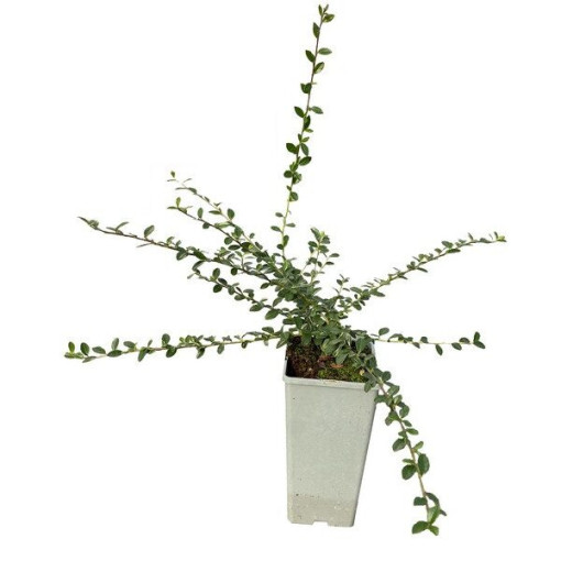 Swedish Cotoneaster 'Coral Beauty' 2L pot