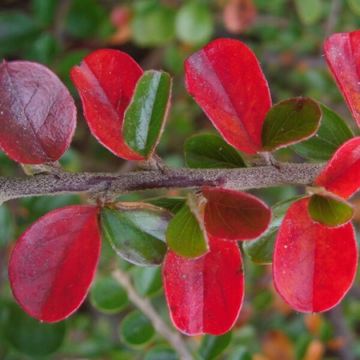Groundcover Cotoneaster 2L pot