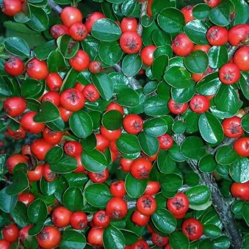 Groundcover Cotoneaster 2L pot