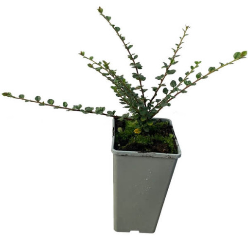Groundcover Cotoneaster 2L pot
