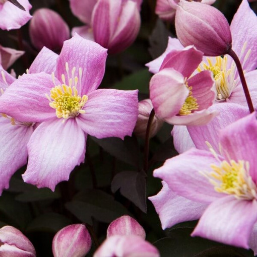 Clematis Montana Freda (botanical) MOUNTAIN 2L pot