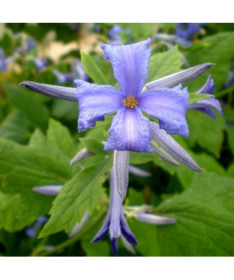 Clematis Cassandra (perennial) FRAGRANT pot. 2L