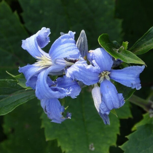 Clematis Cassandra (perennial) FRAGRANT pot. 2L