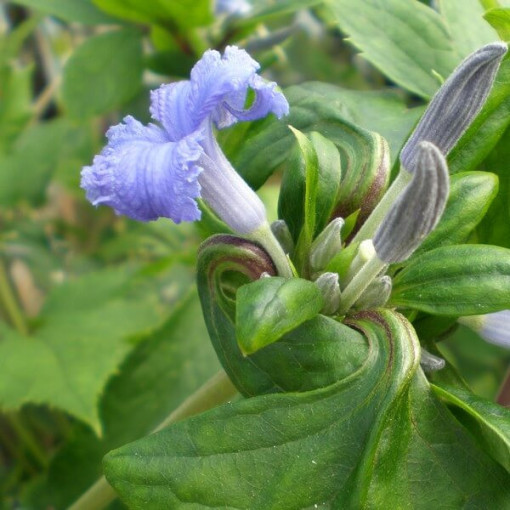 Clematis Cassandra (perennial) FRAGRANT pot. 2L