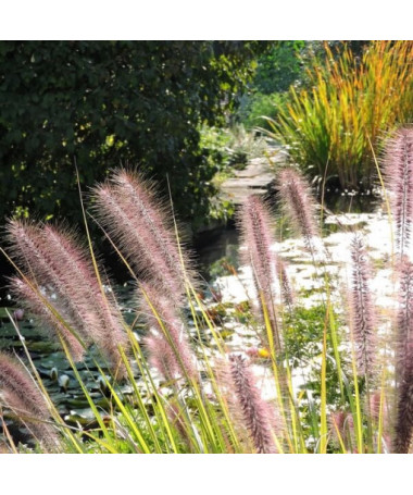 Japanese Pampas Grass 'Red Head' pot. 2L