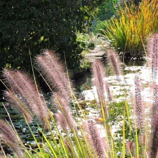 Japanese Pampas Grass 'Red Head' pot. 2L