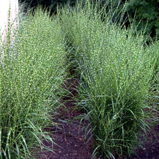 Chinese Miscanthus 'Zebrinus' pot, 2L