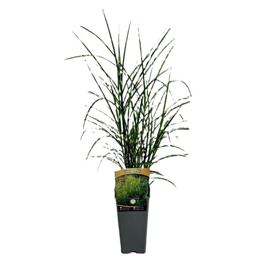 Chinese Miscanthus 'Zebrinus' pot, 2L