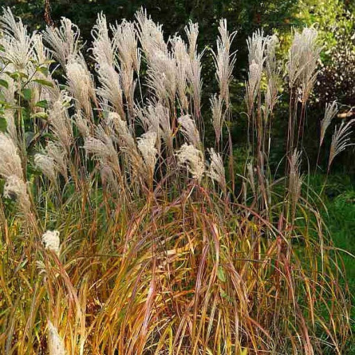 Chinese Miscanthus 'Maleparthus' pot, 2L