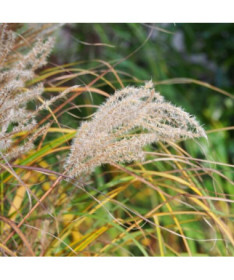Chinese Miscanthus 'Ferner Osten' pot, 2L