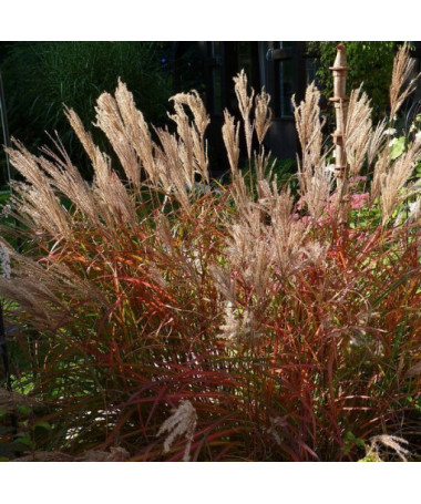Chinese Miscanthus 'Ferner Osten' pot, 2L