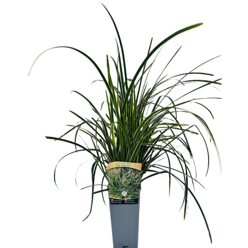 Sedge Morrow 'Ice Dance' pot, 2L