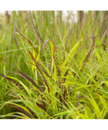 Purple Fountain Grass 'Shenandoah' pot, 2L