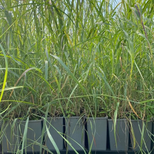 Purple Fountain Grass 'Shenandoah' pot, 2L