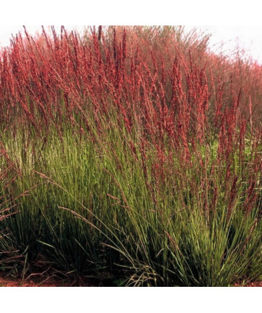 Blue Fescue 'Moorhexe' pot, 2L