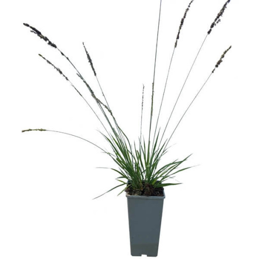 Blue Fescue 'Moorhexe' pot, 2L