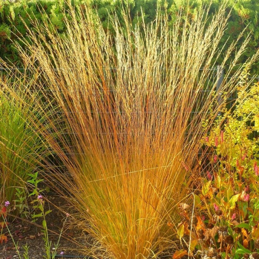 Blue Fescue 'Heidebraut' pot, 2L