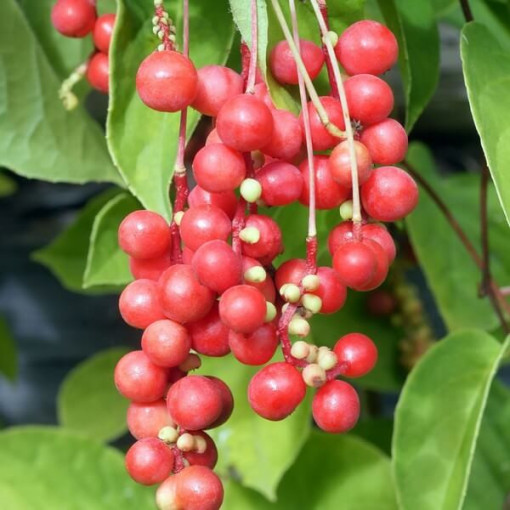 Chinese magnolia vine (Schisandra chinensis)