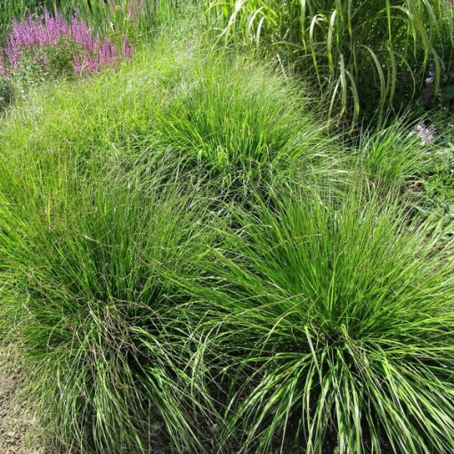 Japanese Fountain Grass 'Viridescens', pot 2L