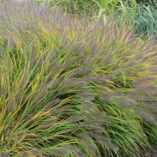 Japanese Fountain Grass 'Viridescens', pot 2L