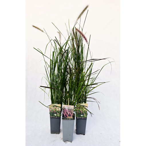 Japanese Fountain Grass 'Viridescens', pot 2L