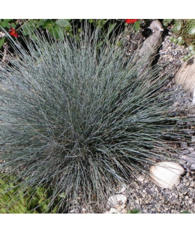 Blue Fescue 'Elijah Blue', pot 2L