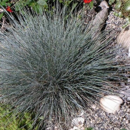 Blue Fescue 'Elijah Blue', pot 2L
