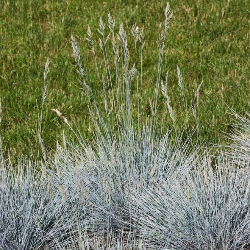 Blue Fescue 'Elijah Blue', pot 2L