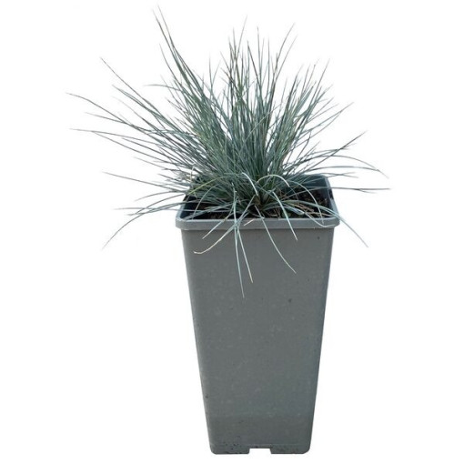 Blue Fescue 'Elijah Blue', pot 2L