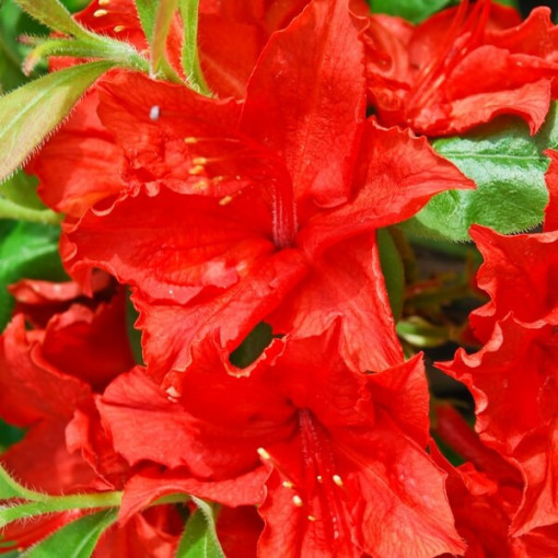 Rhododendron (Mollis Azalea) "Doloroso", pot 2L