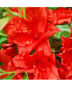 Rhododendron (Mollis Azalea) "Doloroso", pot 2L