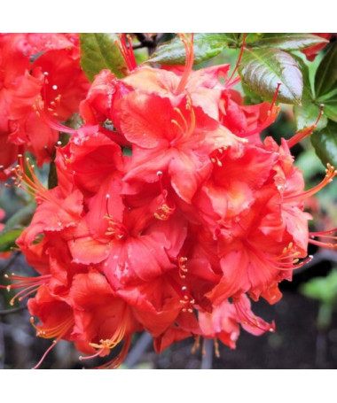 Rhododendron (Mollis Azalea) "Doloroso", pot 2L