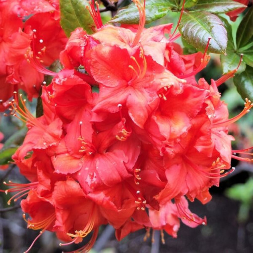 Rhododendron (Mollis Azalea) "Doloroso", pot 2L