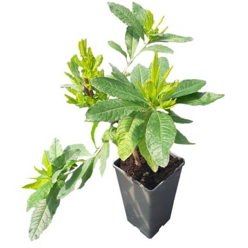 Rhododendron (Mollis Azalea) "Doloroso", pot 2L