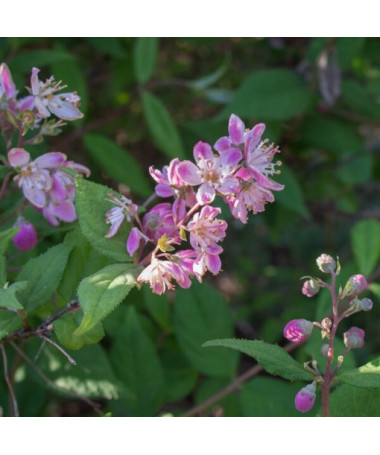 Hybrid Rhododendron 'Mont Rose', pot 2L