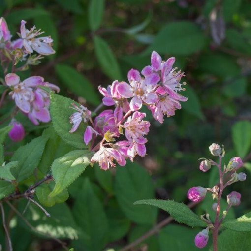 Hybrid Rhododendron 'Mont Rose', pot 2L