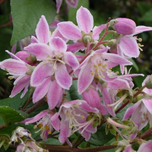 Hybrid Rhododendron 'Mont Rose', pot 2L