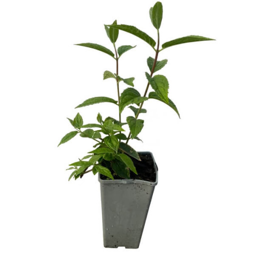 Hybrid Rhododendron 'Mont Rose', pot 2L