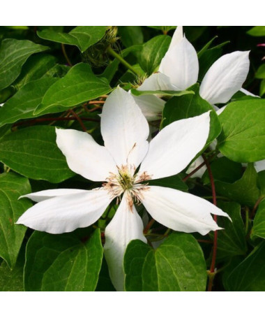 Clematis Henryi (Large-flowered) pot, 4L